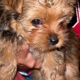 Yorkshire Terriers from Forever Blessed Yorkies