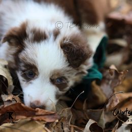 Australian Shepherd, Miniature American Shepherd, Miniature Australian Shepherd, and Toy Australian Shepherd Puppies from TK Standard, Mini, & Toy Aussies