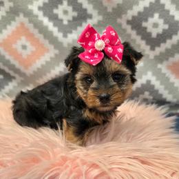 Ebony - Blue and gold female Yorkshire Terrier puppy in Monticello, Iowa from Ashley’s Puppies