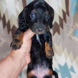 FAITH - BLACK and TAN - Black and tan female Dachshund puppy in Swink, Oklahoma from Palali Farm
