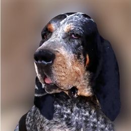 Bonnet - Bluetick Coonhound