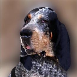 Bonnet - Bluetick Coonhound