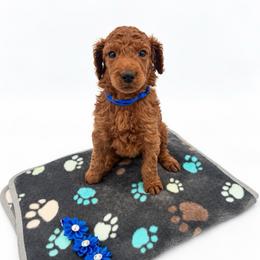 Cypress - Red  male Poodle puppy in Mount Vernon, Illinois from AMC Poodles