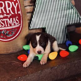 Trix X Latch - Girl 2 - Red and white - White and red female Border Collie puppy in Minden, Iowa from Rocking N Registered Border Collies & Labradors