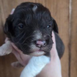 Female 1 - Red tri-color female Aussiedoodle puppy in Mouth Of Wilson, Virginia from Holly Ridge Aussies, Aussiedoodles & Corgis