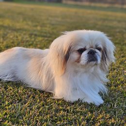 Tashi - Pekingese