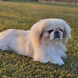 Tashi - Pekingese