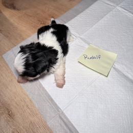 Rudolf - Black and white male Shih Tzu puppy in Harrisburg, Pennsylvania from Harrisburg Shih Tzus