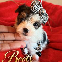 BoOts - Parti female Yorkshire Terrier puppy in Prosper, Texas from DaintyDawlz