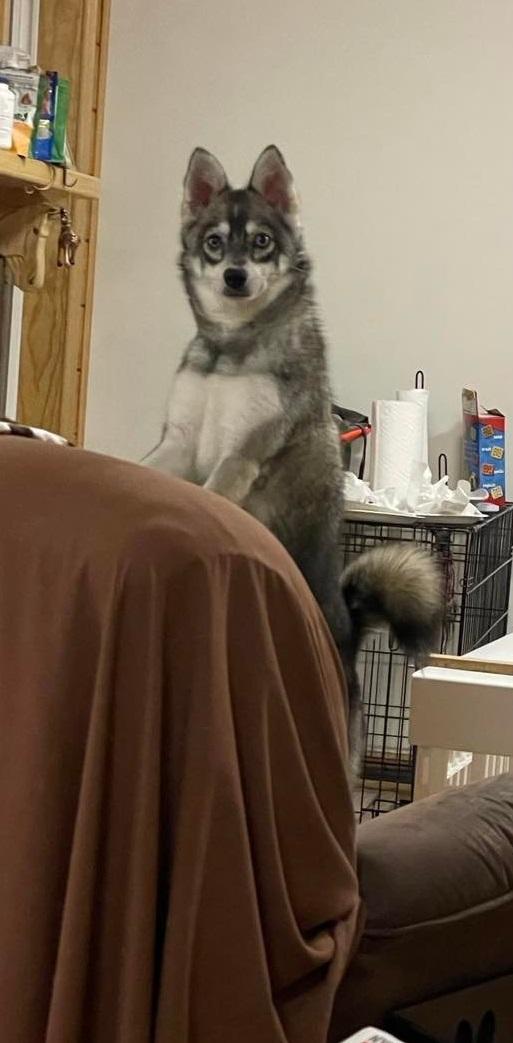 Nika