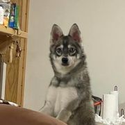 Nika - Alaskan Klee Kai