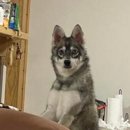 Nika - Alaskan Klee Kai