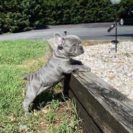 French Bulldog, Maltese, Poodle, and Yorkshire Terrier Puppies from Silver Lining