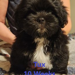 Lhasa Apso Puppies from Lotsa Apsos