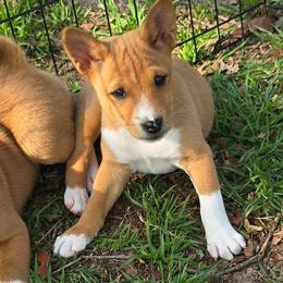 Dakota boy 2 - Red and white male Basenji puppy in Caldwell, Texas from Candyce Witte