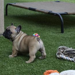 English Toy Spaniel and French Bulldog Puppies from Renaissance French Bulldogs and English Toy Spaniels