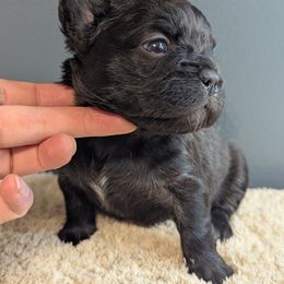 French Bulldog Puppies from Upstate Champion Kennels
