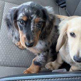 Dachshund Puppies from 4B Dachshunds