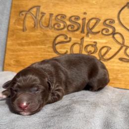 Cayenne - Red tri-color male Australian Shepherd puppy in Tuftonboro, New Hampshire from Aussies Edge Farm