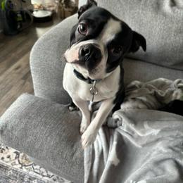 Leo - Black and white male Boston Terrier puppy in West Jefferson, Ohio from Kline Kennels