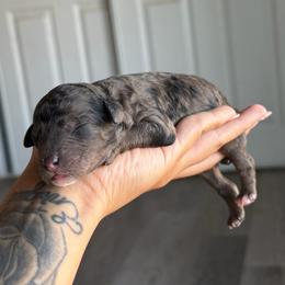 Boy 4 - Merle male Goldendoodle puppy in Waterford, California from Alvdoodles