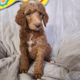 Purple Collar - Red  male Poodle puppy in Colorado Springs, Colorado from Silly's Standard Poodles