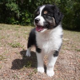 Oasis - Black tri-color male Australian Shepherd puppy in Weeki Wachee, Florida from Ace of Spades Australian Shepherds