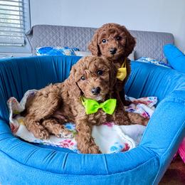 Poodle puppies from Teddy toy poodle house