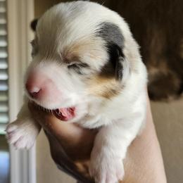 Boy 2 - Blue merle and white male American Corgi puppy in Neosho, Wisconsin from GC Farms Corgis