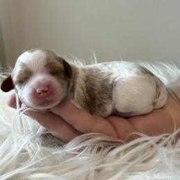 Marshmellow - Blenheim female Cavapoo puppy in Greenville, South Carolina from Reedy River Doodles