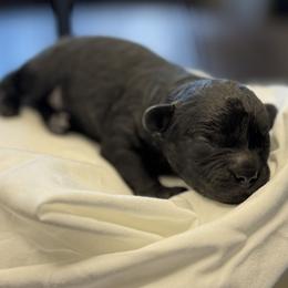 Black Female - female Cavapoochon puppy in Waldron, Arkansas from Kay’s Cutie Poos