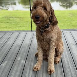 Ollie - Goldendoodle