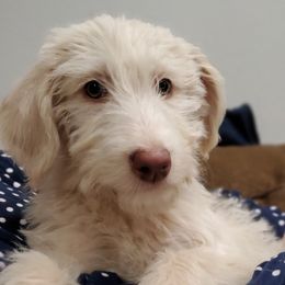 Basil - Cream Labradoodle puppy in Siloam Springs, Arkansas from Siloam Doodles