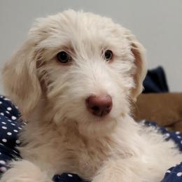 Basil - Cream Labradoodle puppy in Siloam Springs, Arkansas from Siloam Doodles