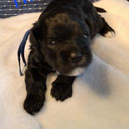 Thor - Black and white male Schnoodle puppy in Novinger, Missouri from Stormi Sky Schnoodles