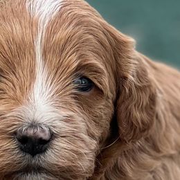 Aussiedoodles, Bernedoodles, Cockapoos, and Goldendoodles from Puppy Love Doodles