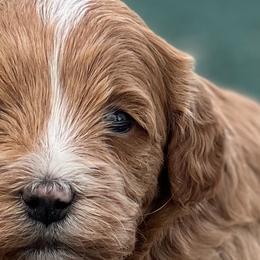 Aussiedoodles, Bernedoodles, Cockapoos, and Goldendoodles from Puppy Love Doodles