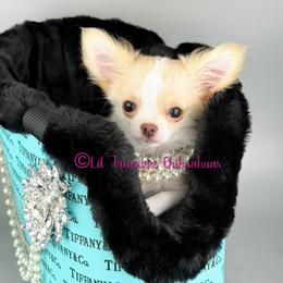 Poison Ivy - Cream and white female Chihuahua puppy in Anderson, South Carolina from Lil Treasures Chihuahuas
