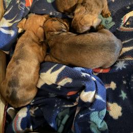 Dachshund Puppies from Witchy Woman’s Wiener’s