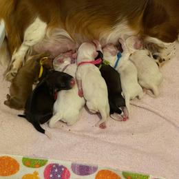 Blue - Dapple male Dachshund puppy in Jacksonville, Florida from Little Lords & Ladies Dachshunds