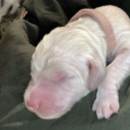 Girl 3 - Goldendoodle puppy in Shell Lake, Wisconsin from KC Acres