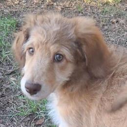 Vivienne - Sable female Aussiedoodle puppy in Grand Saline, Texas from Aussies Acre