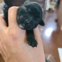 Ppm4 - Black and white male Chinese Crested puppy in New Castle, Pennsylvania from Long Haul Cresteds & Long Rotts