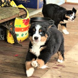 Bernese Mountain Dog Puppies from Baby Bear Bernese Kennel