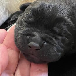Grey collar - Black male Labrador Retriever puppy in Desert Hot Springs, California from Outlaws Labradors