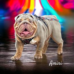 Bulldog puppies from Bre's Bulldogs