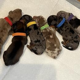 Dachshund puppies from Harrington Dachshunds