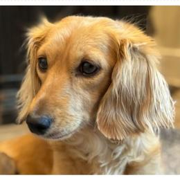 HONEY - Dachshund