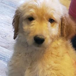 Goldendoodles and Poodles from Poodles 2 Doodles