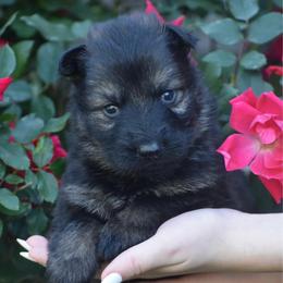 Green Collar Sable male - Sable male German Shepherd puppy in Marianna, Florida from Haus M Godwin